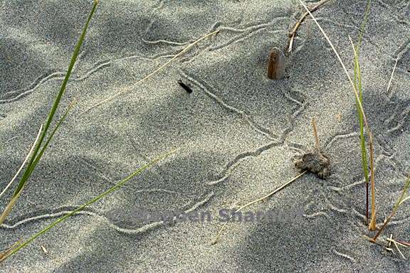 sand tracks grass 2 graphic